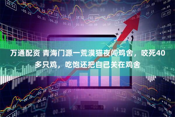 万通配资 青海门源一荒漠猫夜闯鸡舍，咬死40多只鸡，吃饱还把自己关在鸡舍