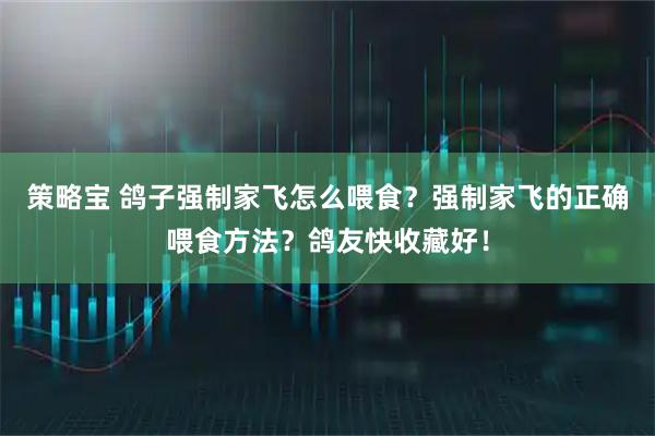 策略宝 鸽子强制家飞怎么喂食？强制家飞的正确喂食方法？鸽友快收藏好！